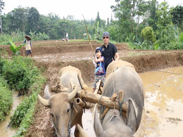 Bajak sawah ola